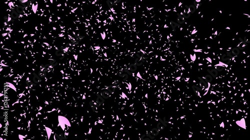 Bunch of pink cherry petals falling sideways from top on black background. Abstract background with a scene of Spring time in Japan.
