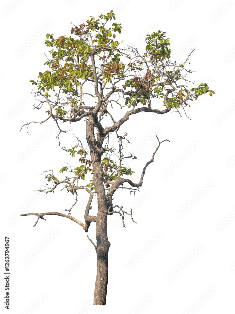 Obraz premium Single tree isolated on transparent background with clipping path and alpha channel