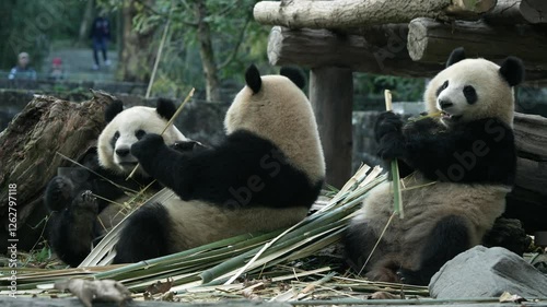 Panda Pan Qing is a family of three at Dujiangyan Bear Cat Park in Sichuan Province, China