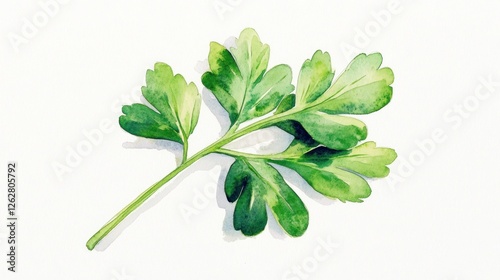 Watercolor painting of parsley sprig on white