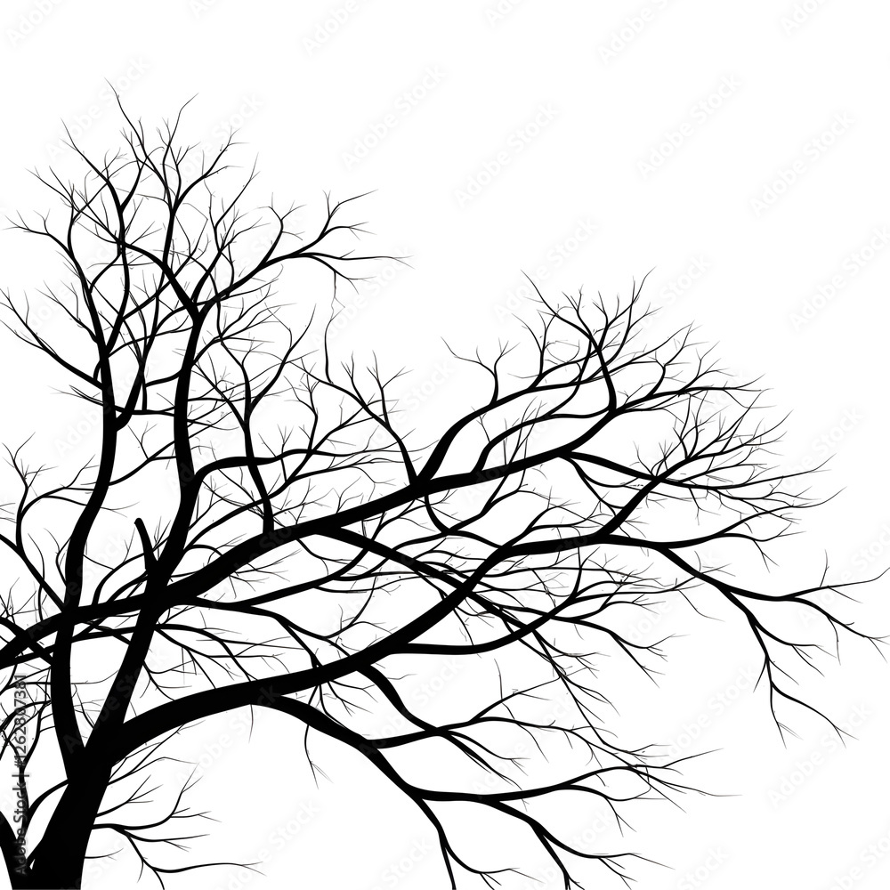 Fototapeta premium tree branches silhouette