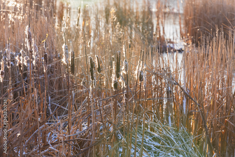 custom made wallpaper toronto digitalNatural winter background. Close-up coastal photo