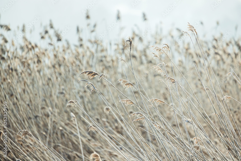 Fototapeta premium Dry common reed is under bright sky on a cloudy winter day