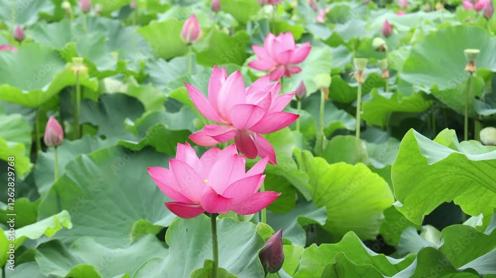Red lotus plants that bloom in summer Red lotus plants that bloom in summer
