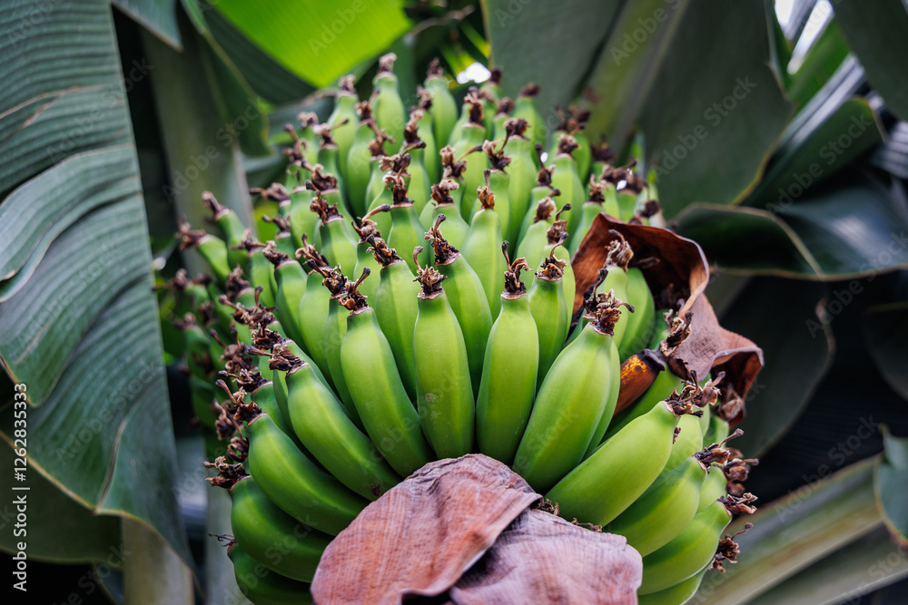 Close up on a bunch of fruits on banana plantation on Madeira Island, Portugal