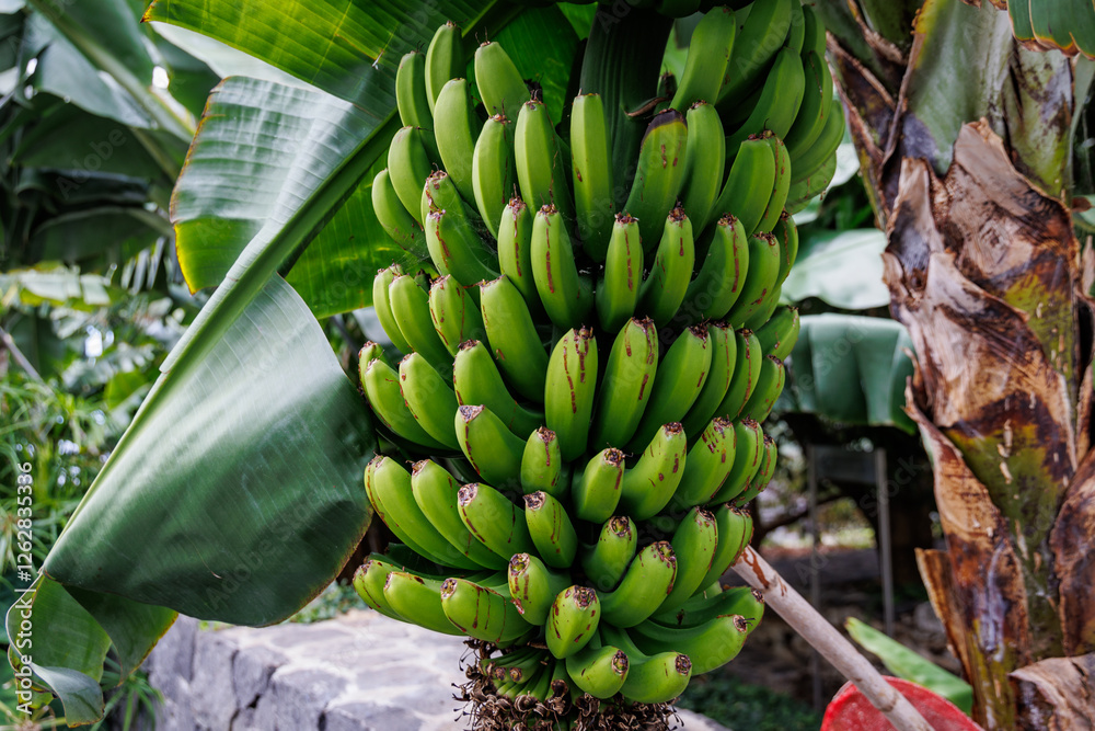 Bunch of bananas on a plantation on Madeira Island, Portugal