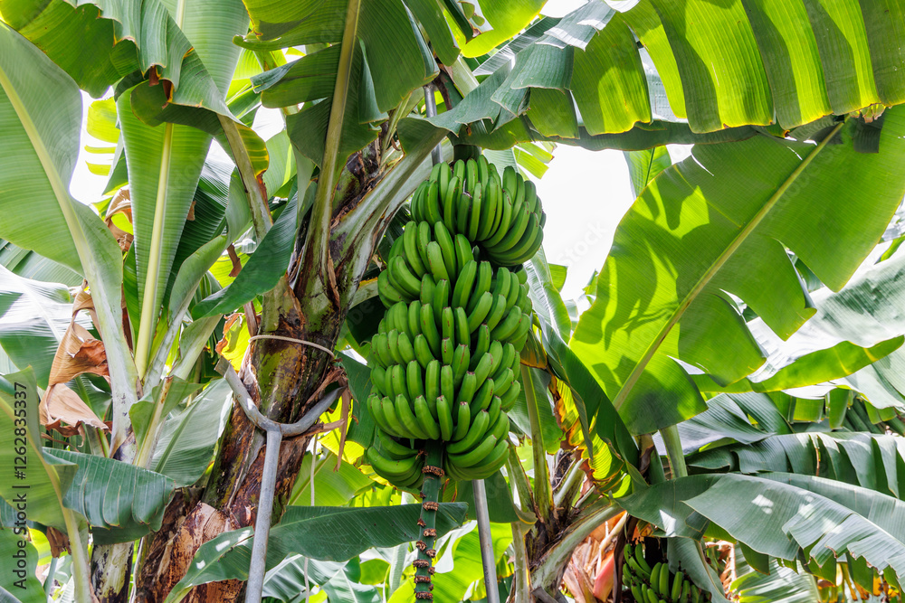 Close up on a bunch of fruits on banana plantation on Madeira Island, Portugal