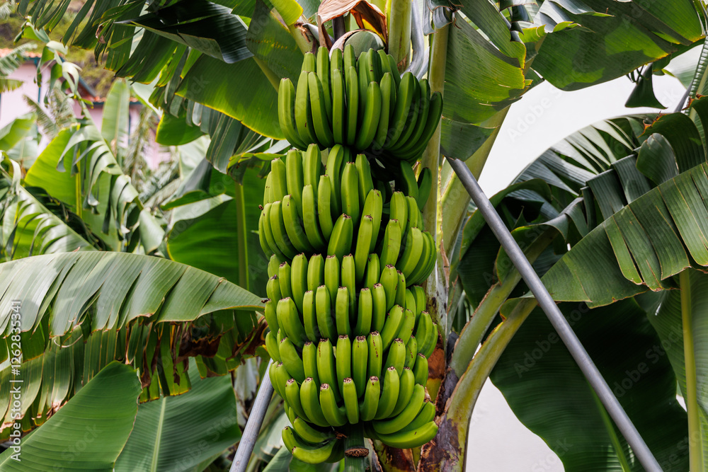 Bunch of bananas on a plantation on Madeira Island, Portugal