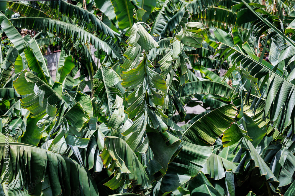 Green leaves on banana plantation on Madeira Island, Portugal