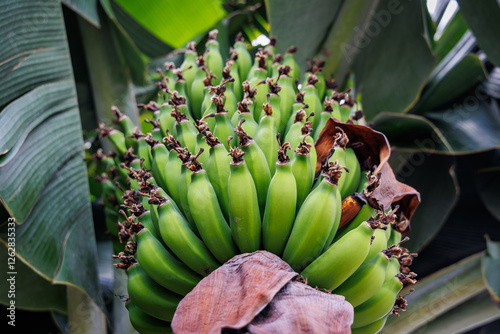 Obraz na płótnie Close up on a bunch of fruits on banana plantation on Madeira Island, Portugal w salonie