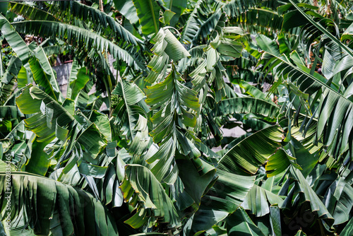 Obraz na płótnie Green leaves on banana plantation on Madeira Island, Portugal w salonie