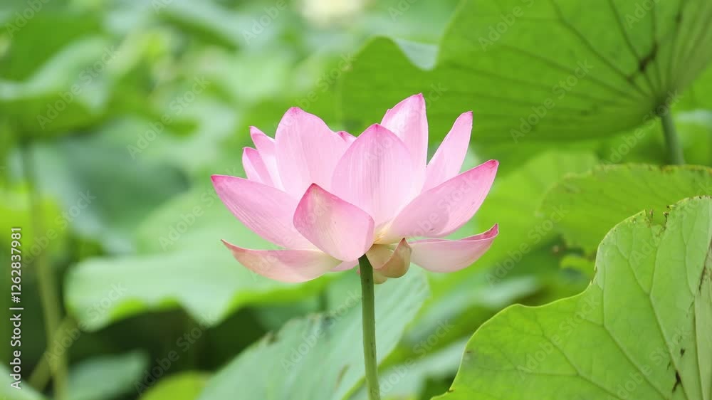 Red lotus plants that bloom in summer Red lotus plants that bloom in summer