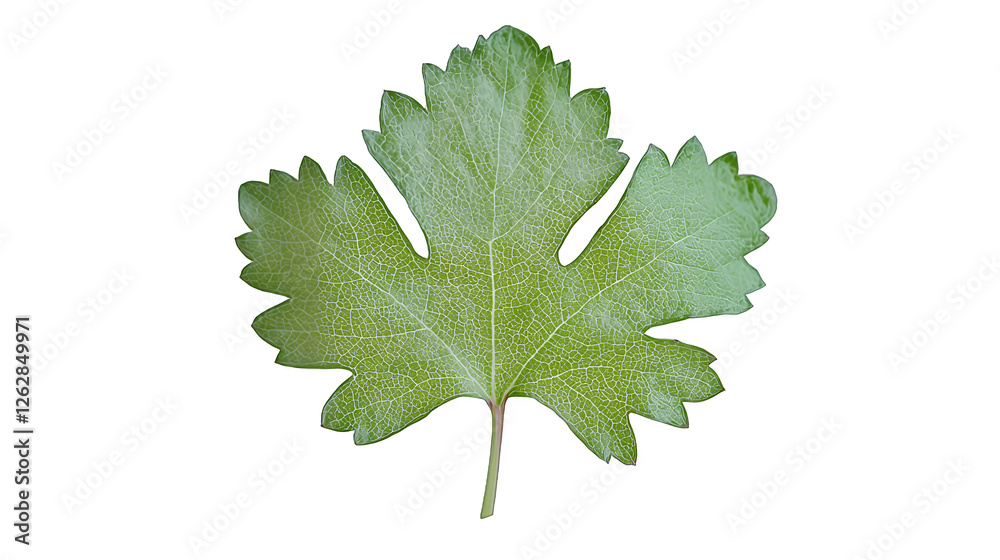 a single green leaf isolated on a transparent background, PNG image, PNG file, Generative art. a single green leaf isolated on a transparent background, PNG image, PNG file, Generative art.