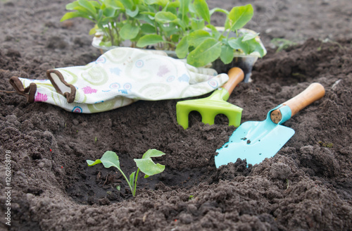 Planting small cabbage seedlings in beds, small farming