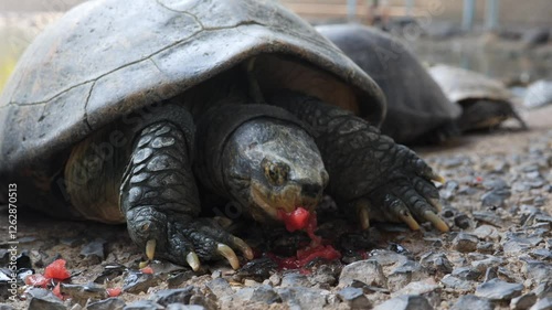 turtle on a rock