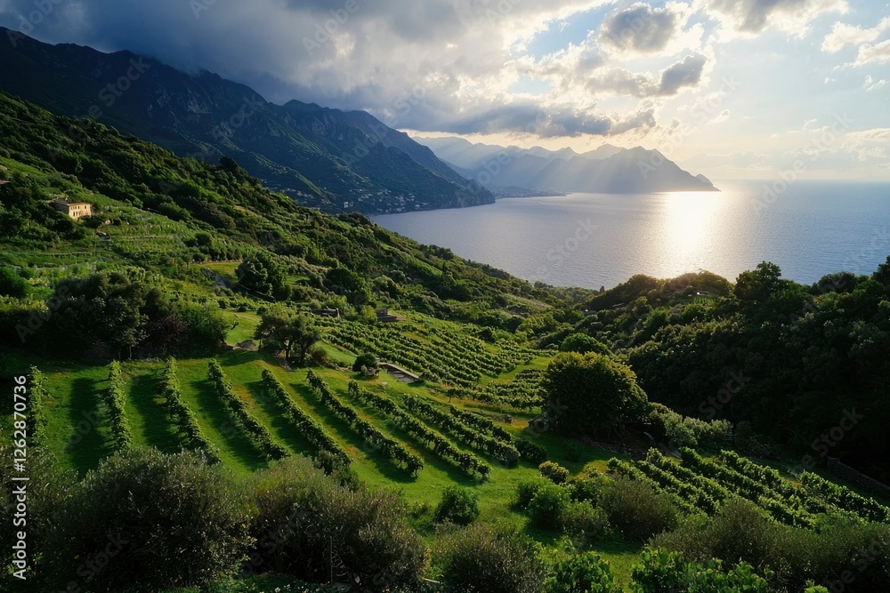 Obraz premium Italian Vineyard Sunset Coastline View