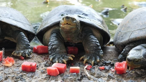 turtle on the ground
