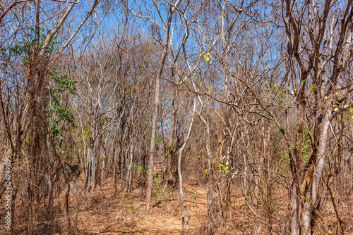 Caatinga Biome Dry Forest in Matureia, Paraíba, Brazil on October 14, 2024 photo