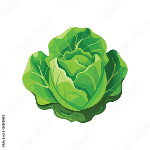 cabbage isolated on white background