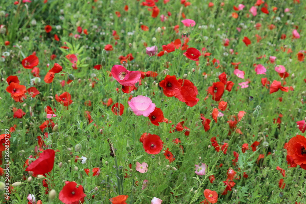 Naklejka premium Papaver rhoeas. Spring meadow with common poppies.