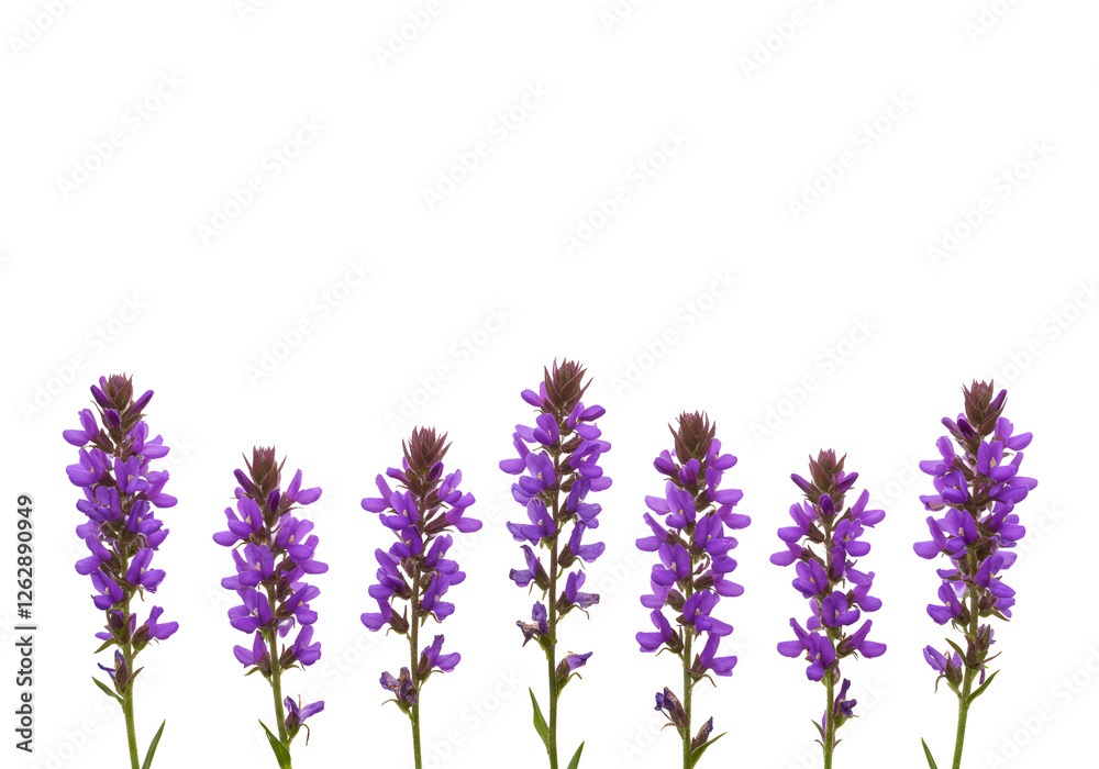 Naklejka premium a line of purple flowers isolated on plain background
