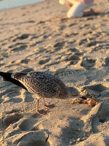 bird on the beach