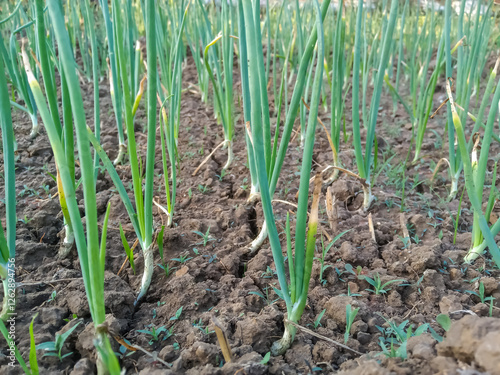 Organic healthy green onion grow in Indian agriculture farm