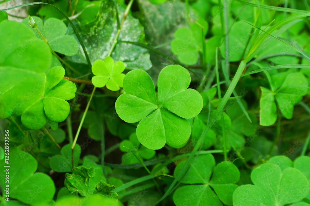 Green Woodsorrel Plants & Leaves Close Up View Green Woodsorrel Plants & Leaves Close Up View