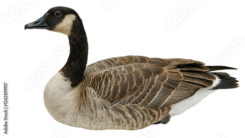 Goose. 