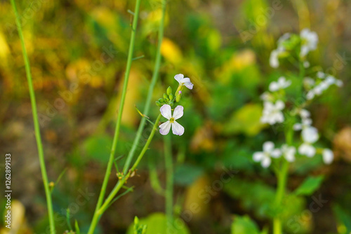 Flowers of Arabidopsis Thaliana or The Flowers of Thale Cress photo