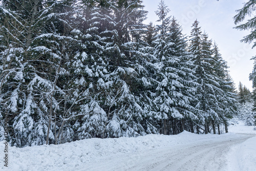 snow covered pine trees and snowy road high in the mountains