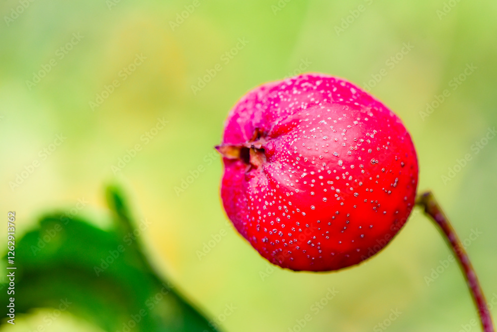Obraz premium The hawthorn tree is covered with ripe red hawthorn fruits, creating a scene of abundant hawthorn harvest