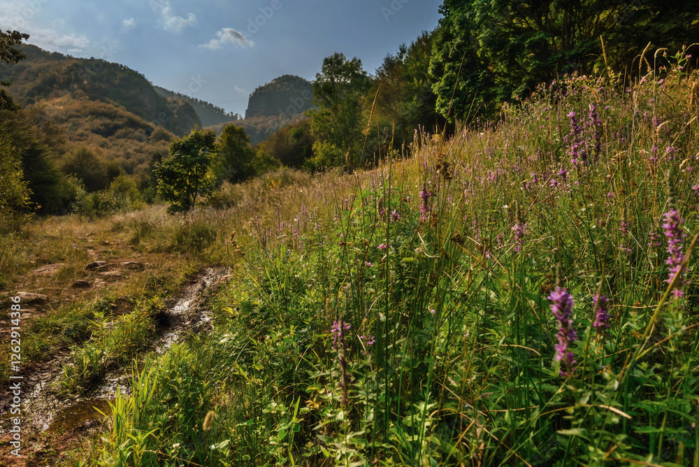 Countryside Summer Landscape with Mountain Flower Meadow