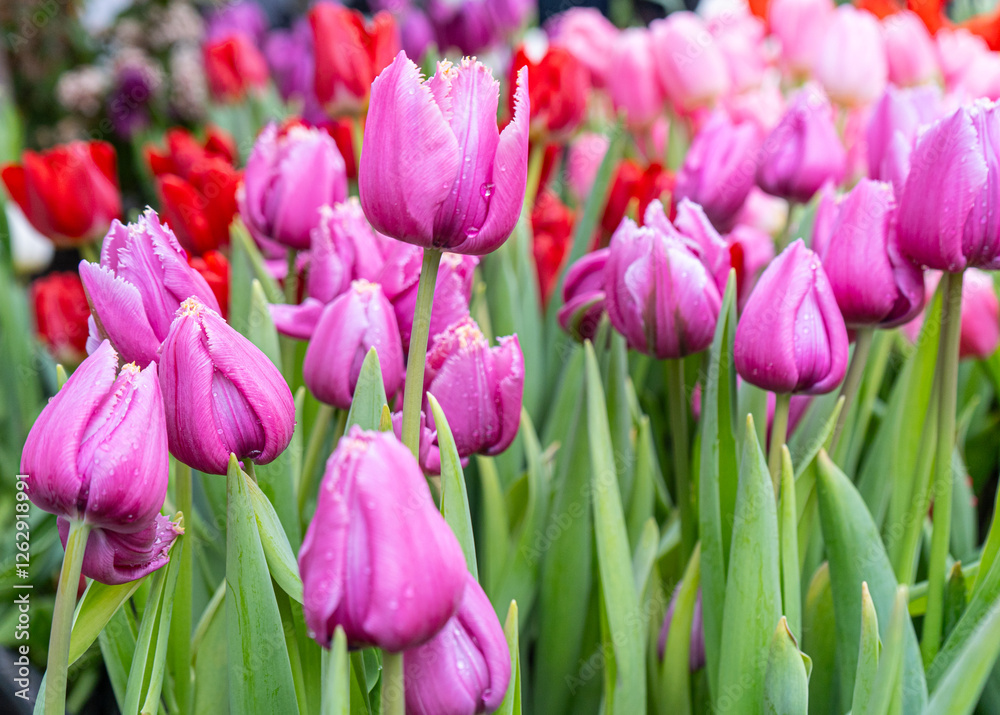 Obraz premium Tulips in the garden. Purple tulips. Floral background. High quality photo
