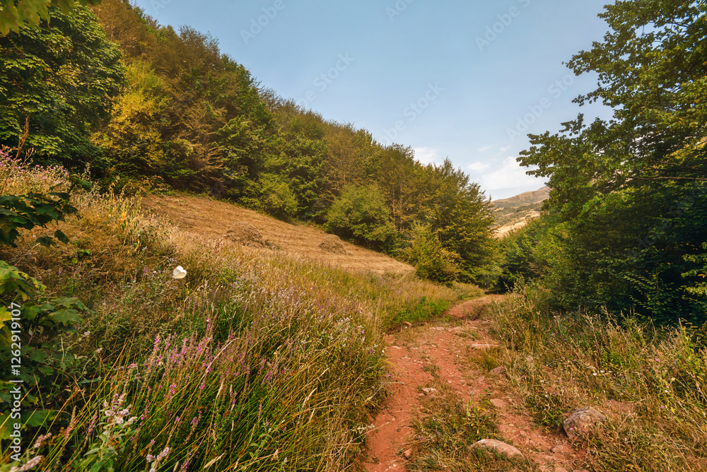Countryside Summer Landscape with Walking Trail