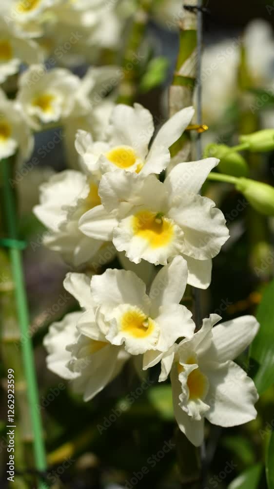 a cascading cluster of delicate white orchids with soft yellow centers. The flowers are illuminated by natural sunlight, highlighting their graceful beauty a cascading cluster of delicate white orchids with soft yellow centers. The flowers are illuminated by natural sunlight, highlighting their graceful beauty