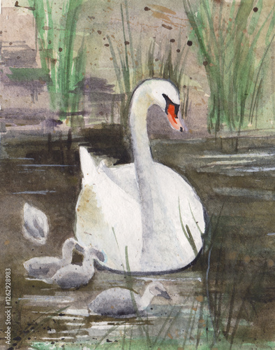 A swan with its chicks swimming on a lake photo