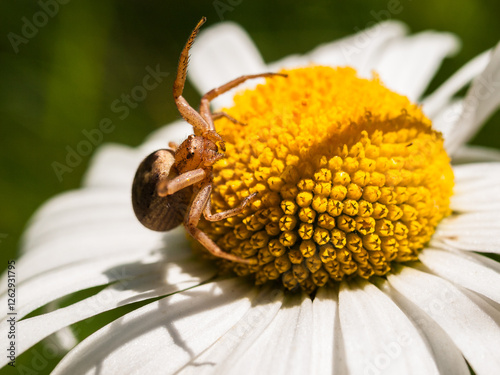 Nahaufnahme einer Spinne auf einer Gänseblümchenblüte photo