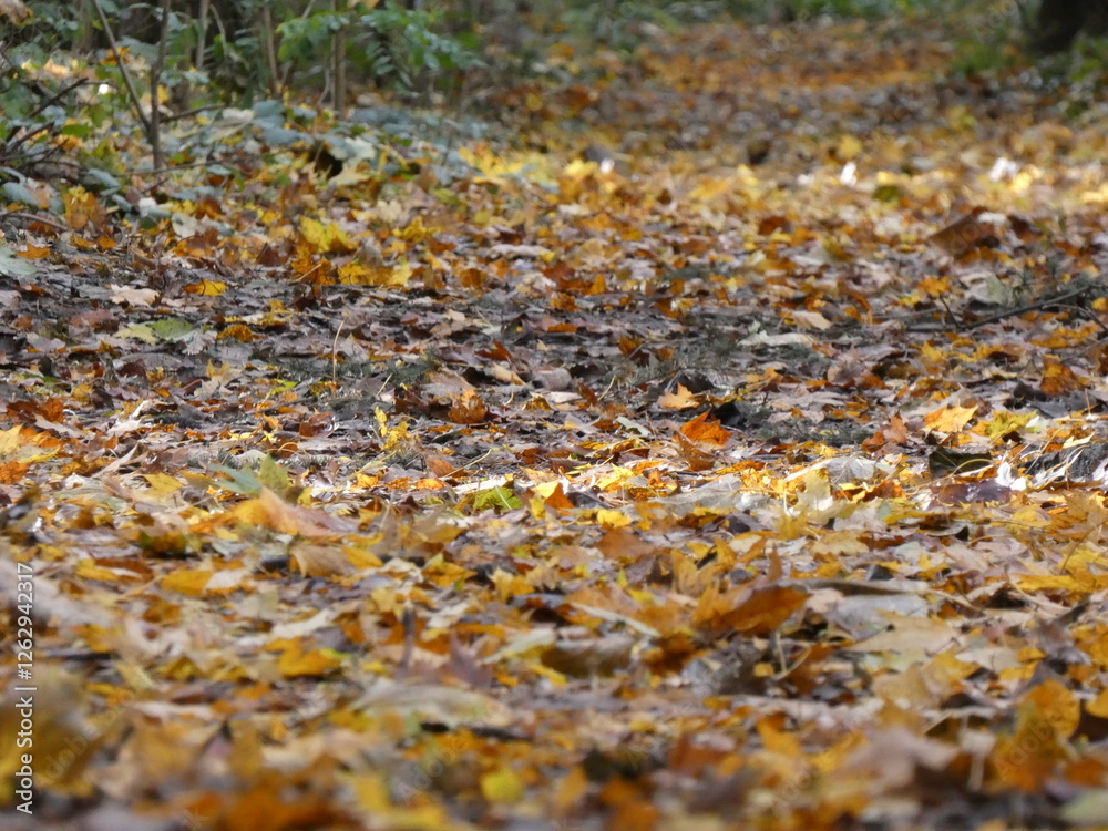 Parterre de feuilles d'automne dans un parc Parterre de feuilles d'automne dans un parc