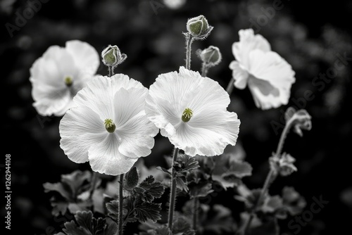 Close up black and white flower blossoms photo