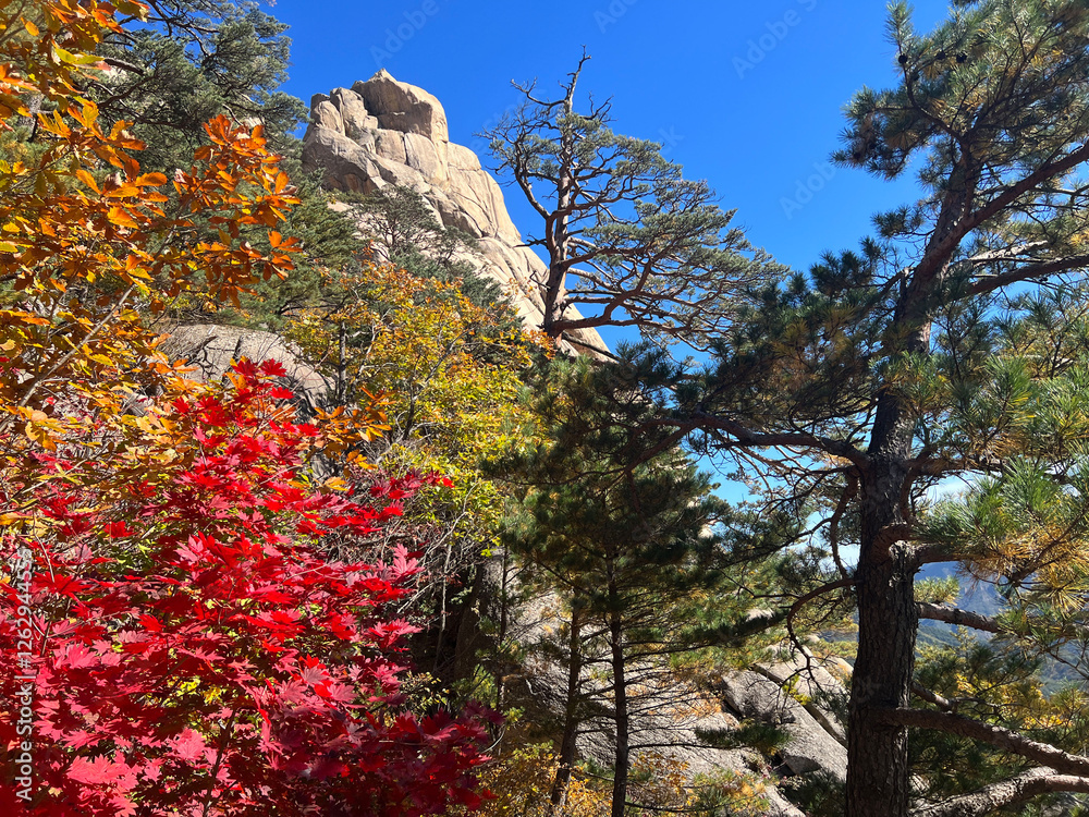 Autumn forest at Seoraksan national park