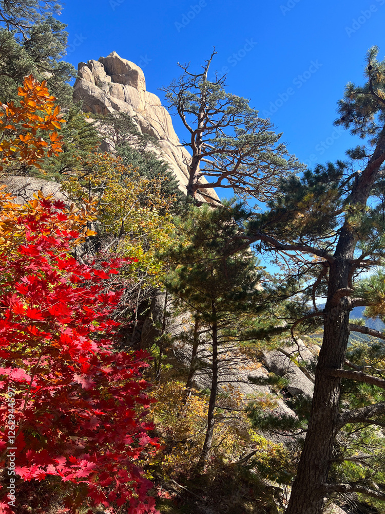 Autumn forest at Seoraksan national park