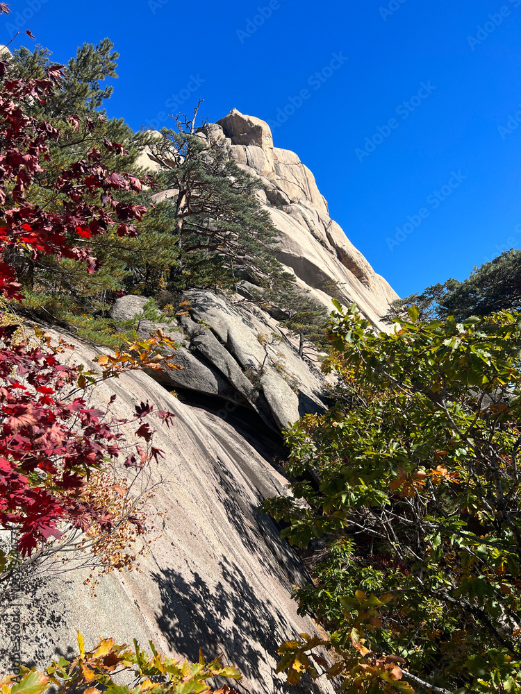 Autumn forest at Seoraksan national park