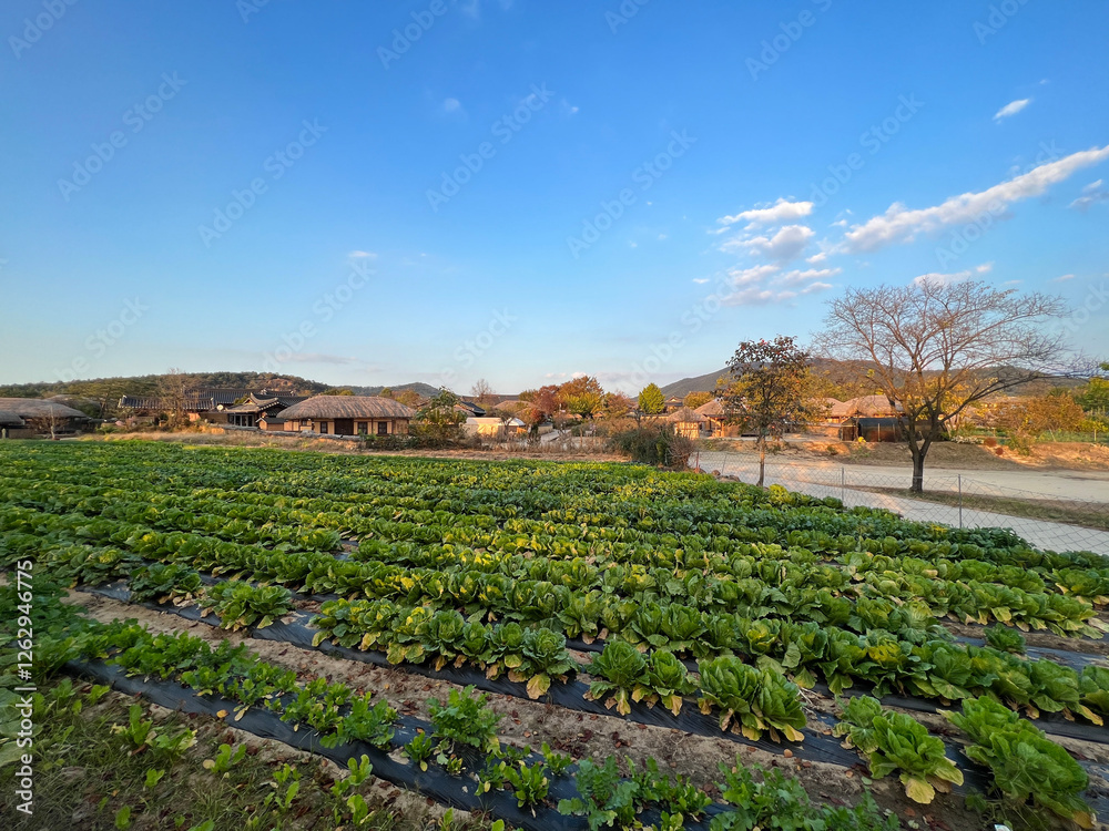 Farming at Andong Hahoe Folk Village