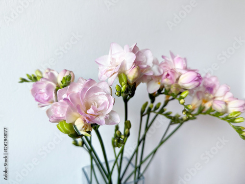 Blooming pink white freesias decorative flower plant isolated on white background, floral wallpaper background with pink freesias	