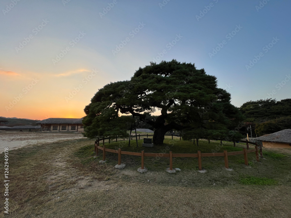 Big tree at Andong Hahoe Folk Village