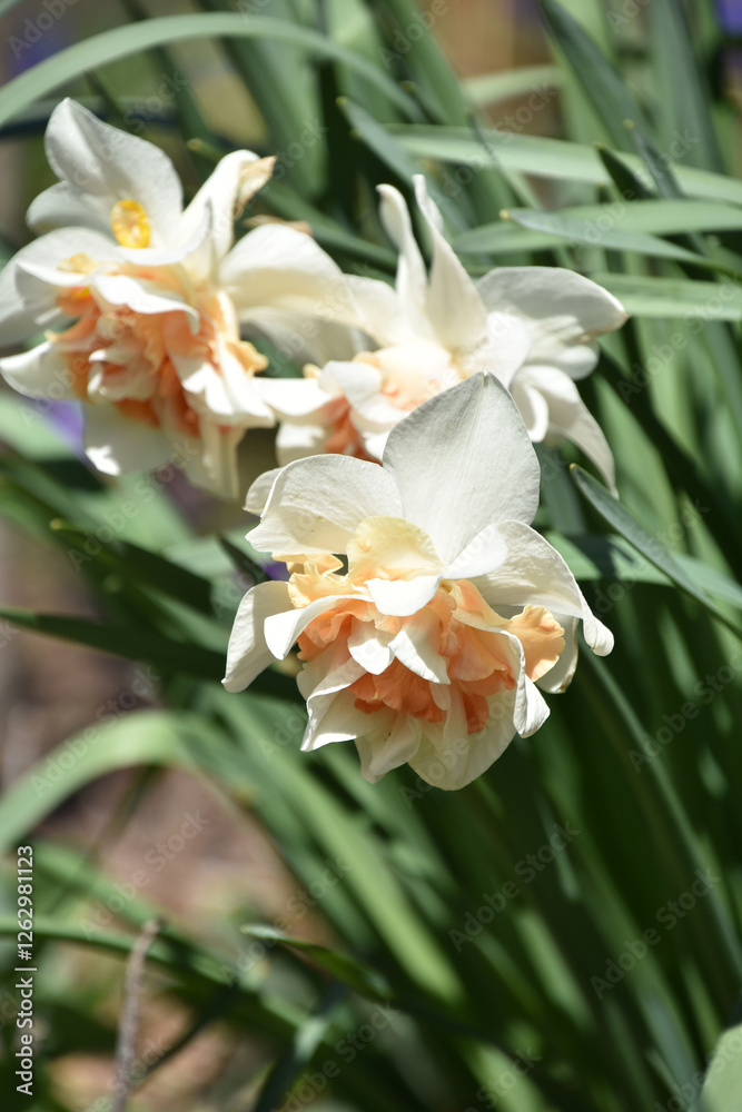 Peach Daffodils Blooming in the Spring Time Peach Daffodils Blooming in the Spring Time