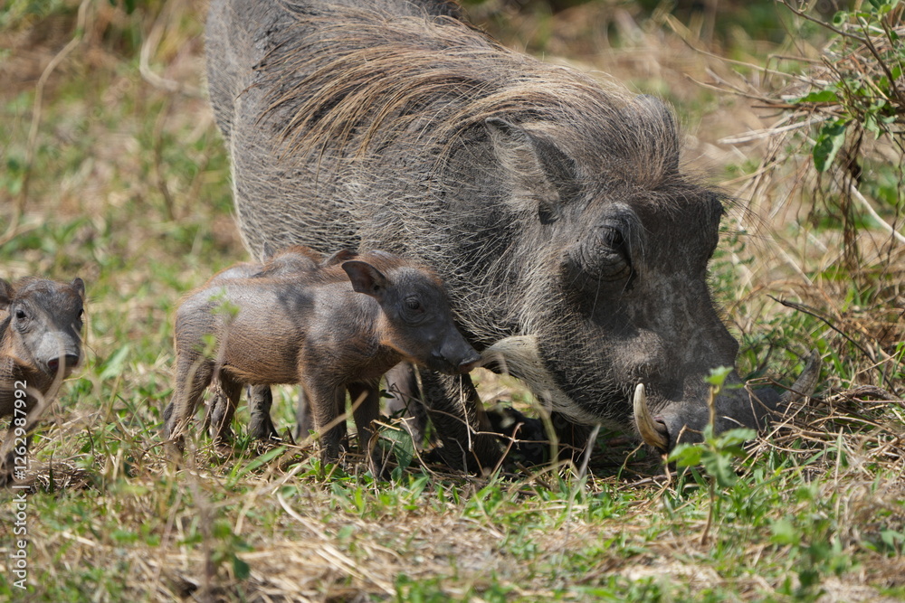 warthog in the wild, family of pumbas grazing warthog in the wild, family of pumbas grazing