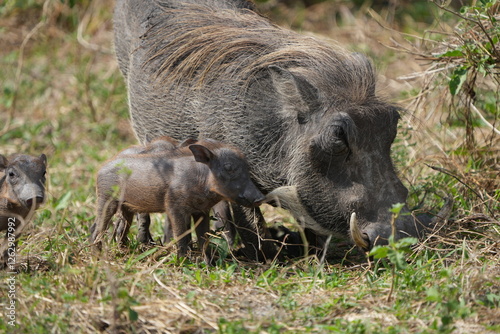Bilde på lerret warthog in the wild, family of pumbas grazing