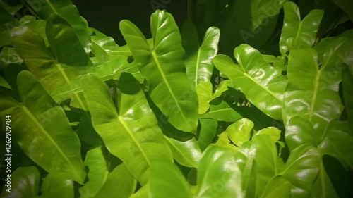 The unique taro leaves sway to follow the direction of the wind